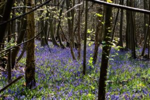 England to treble its tree planting rates