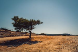 green tree on soil field during day