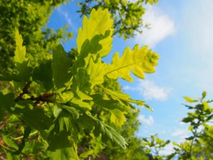 green leaves under blue sky during daytime