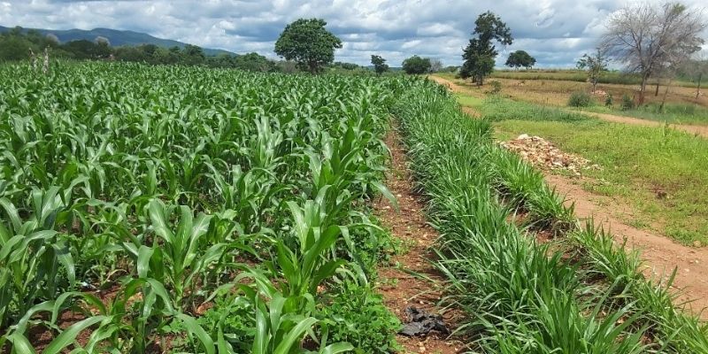 New app can improve crop yield and protect the environment