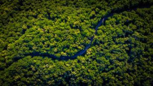 aerial view of green trees