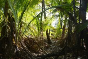 green palm tree during daytime