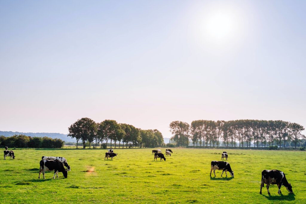 British farmers should reduce meat and dairy output by 1/3 to save climate