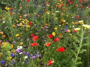 UK-wide biodiversity renewal project receives £10m boost