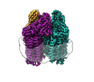 Methane-eating bacteria can produce low emission fuel from from toxic gas