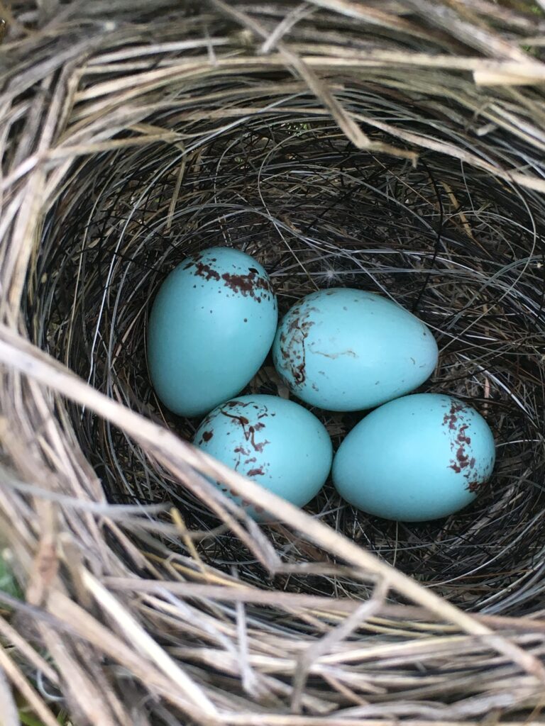 Climate crisis is causing birds to lay eggs earlier