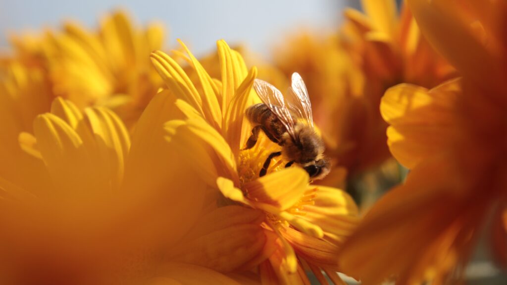 Bee diversity needed to sustain life on Earth