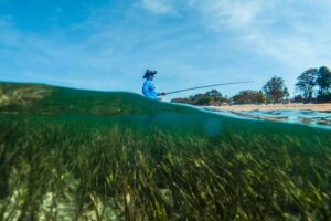 Seagrass meadows are vital income source for millions