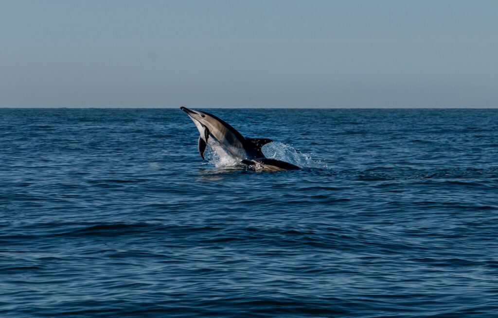 Feature: Seismic testing for nuclear disposal risks harming marine life