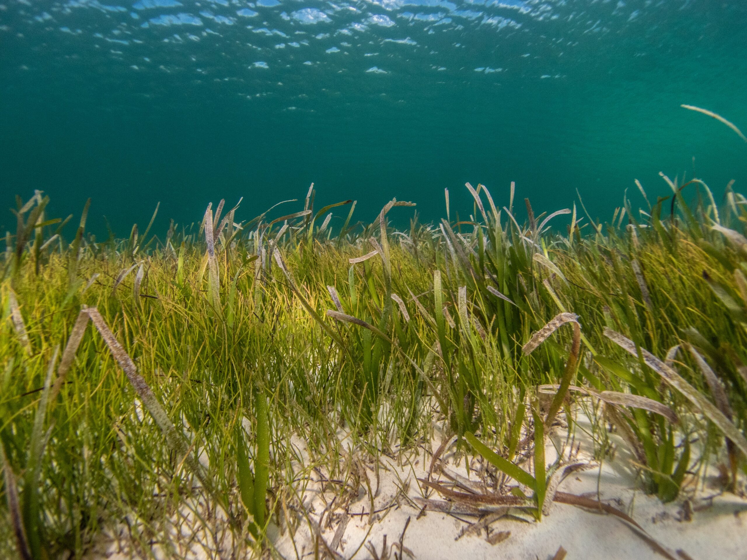 Seagrasses continue to release methane after their die-off