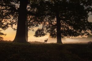 silhouette of a person standing near the tree during sunset