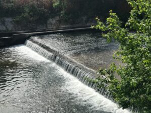 green plant near water falls