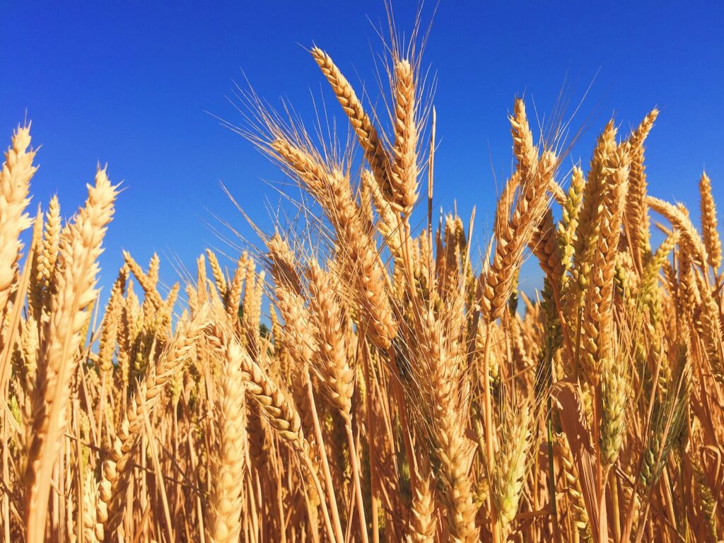 Climate change may cause wheat price spikes and economic inequality