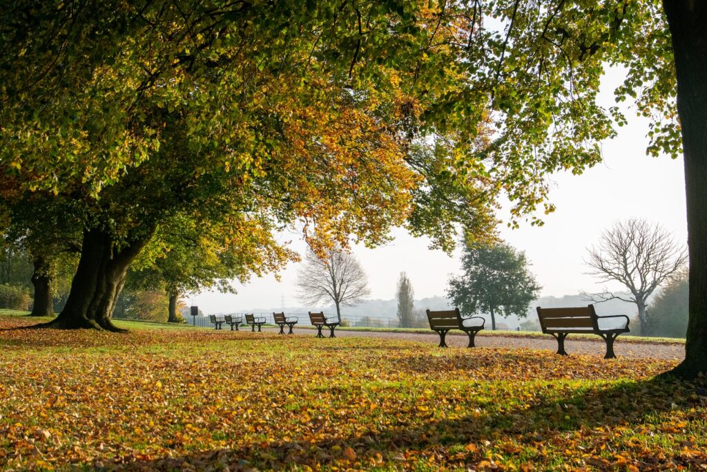 benches under green leafed trees