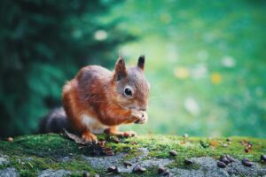 Climate & Ecology Bill reaches final stage at House of Lords