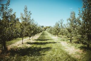 New Cambridgeshire bus bypass plans could be fatal for surrounding wildlife