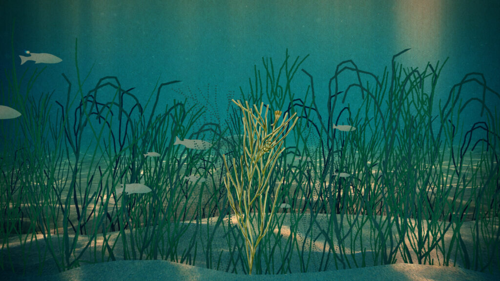 Seagrass - The Nature Conservancy