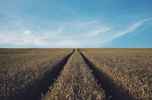 landscape photography of corn field