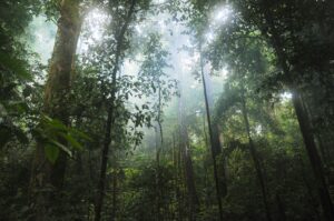 green trees under white sky during daytime