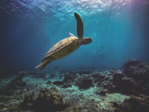 World Ocean Day 2023: 18 facts climate professionals should know