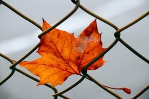 red maple leaf on black wire fence