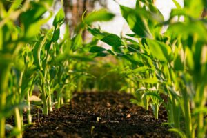 green plant on brown soil