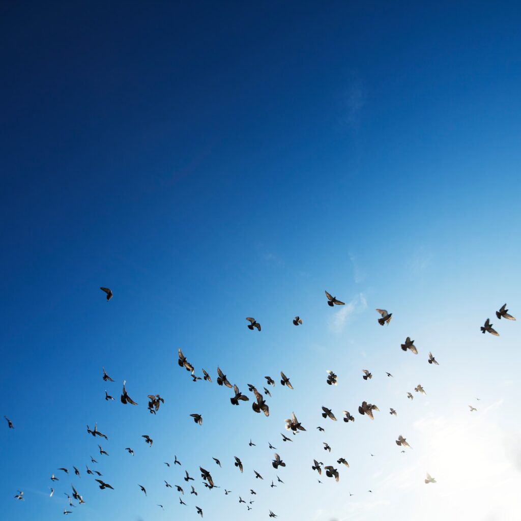 flock of bird flying in sky