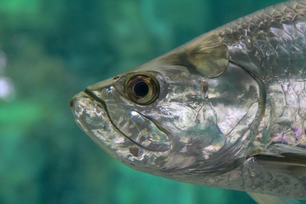 grey fish in water during daytime