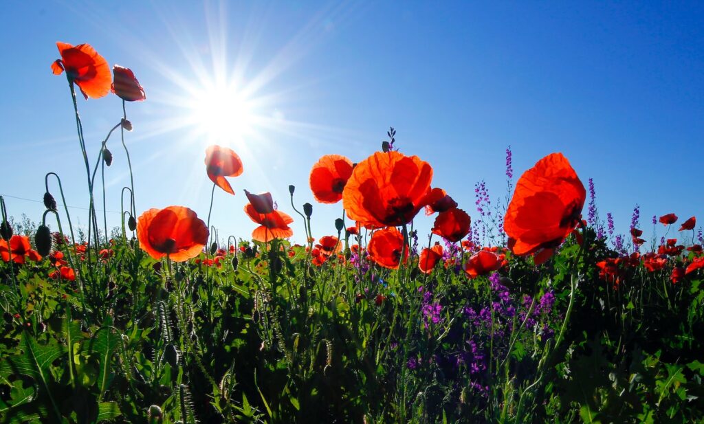 red poppy flower field at daytime