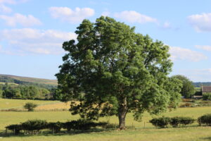 Public intervention: 80% of British ash trees at risk as campaign launches