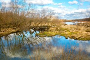 brown leafless trees on water