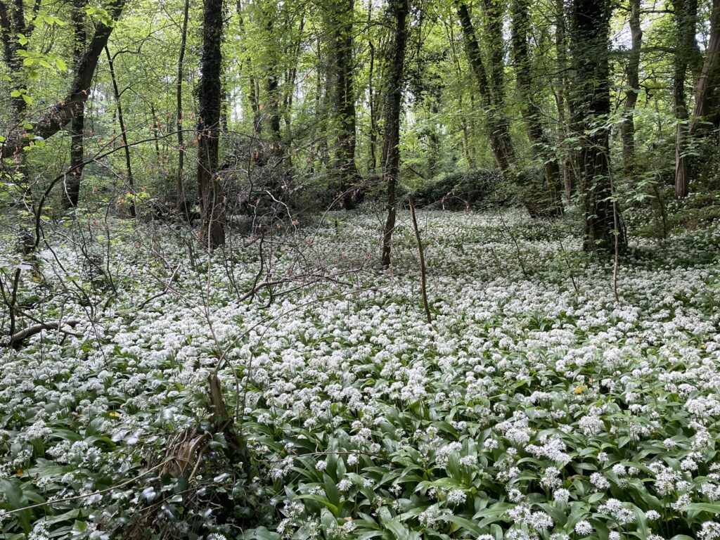 World Environment Day: Welsh quarry reclaimed by nature gives us hope