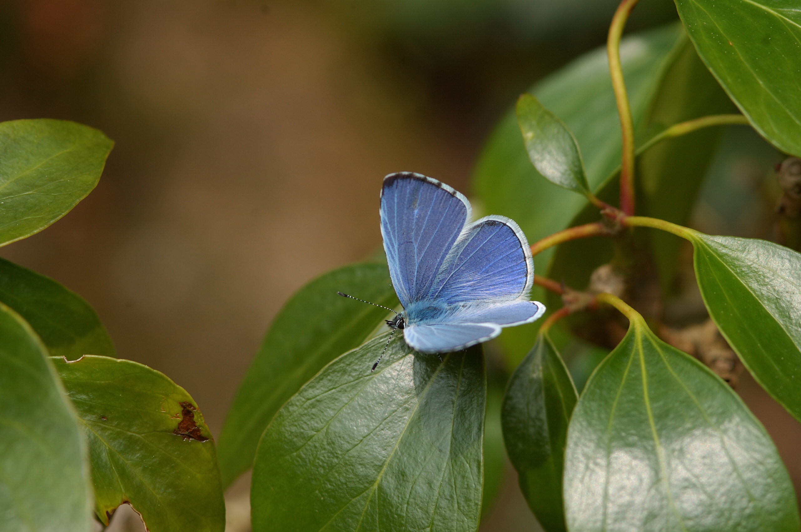Huge citizen science project begins to track British butterflies