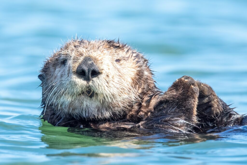 Otters capture enough CO2 to fly New York-Paris 1.2million times