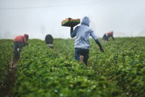 Seasonal horticultural recruitment firm launched for workers in climate affected regions