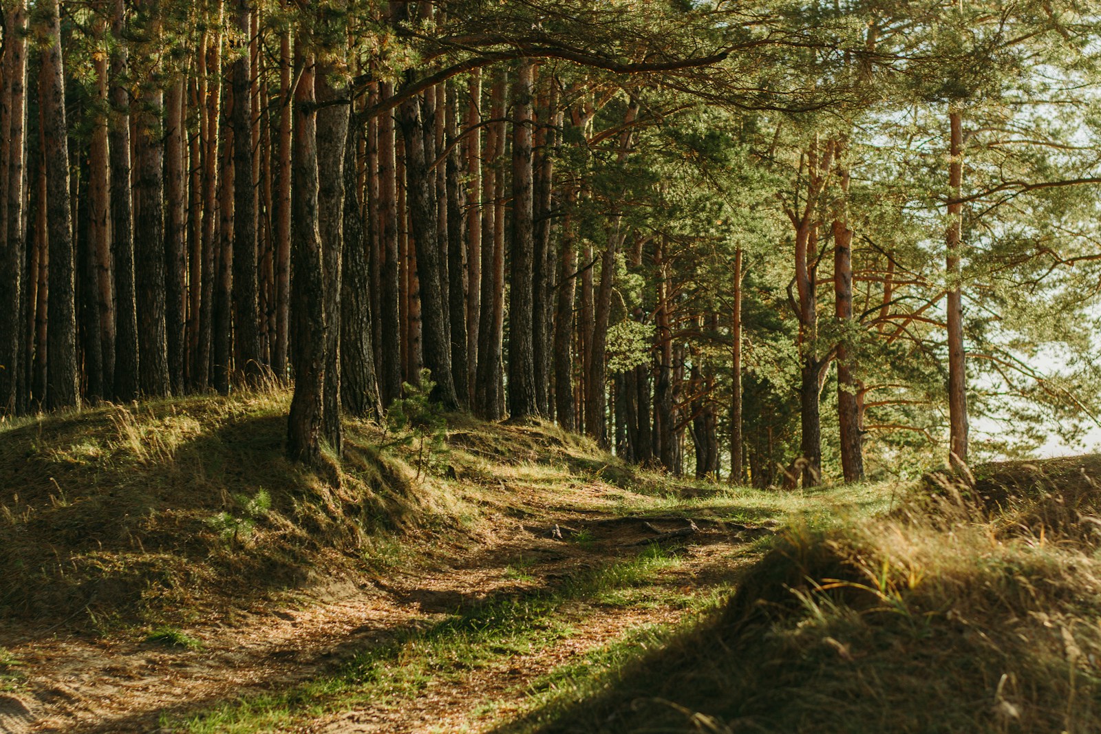 New training partnership will support next generation of forest stewards