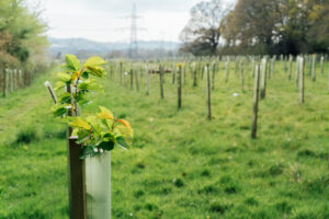 Nature restoration must guide UK woodland creation, not easy land acquisition