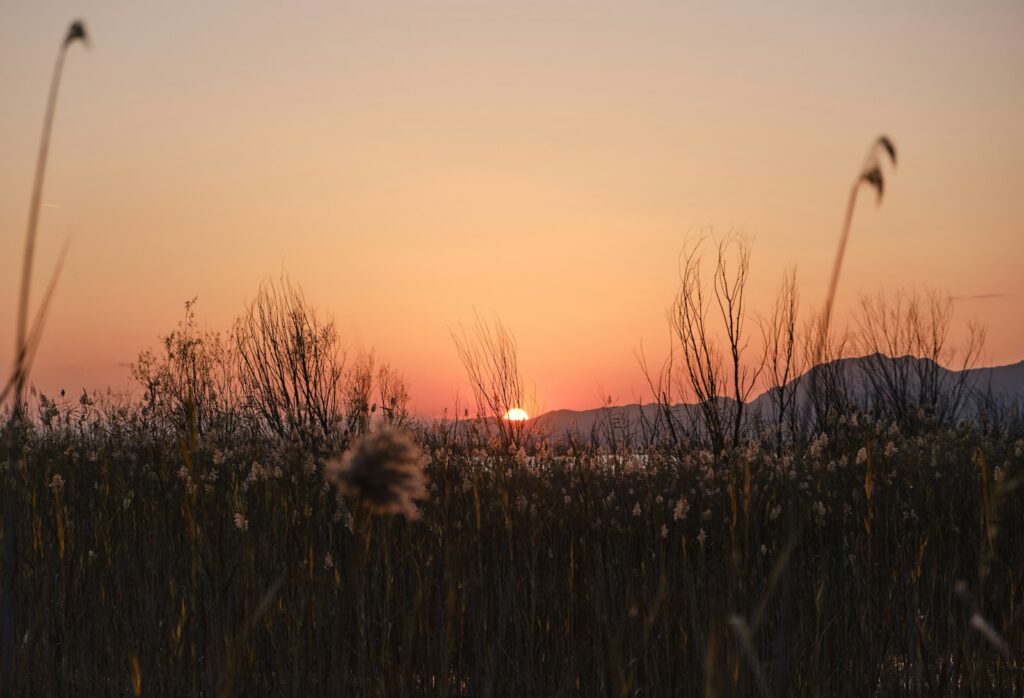 the sun is setting over a field of tall grass