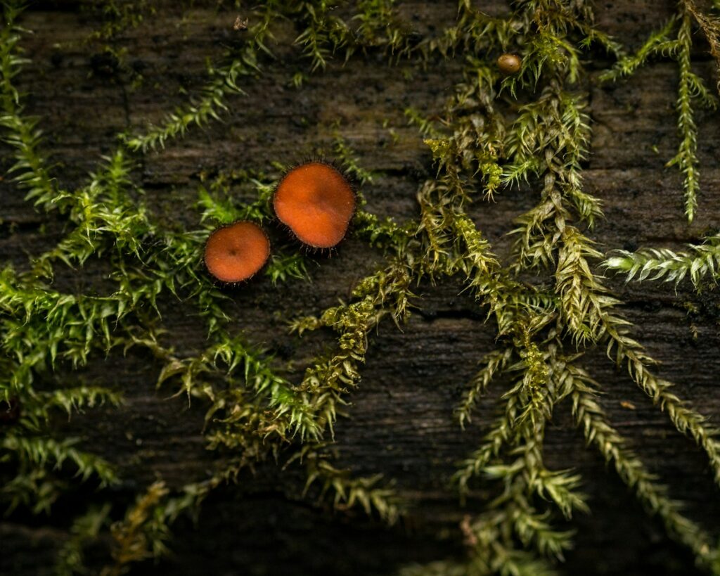 green herbs on brown surface