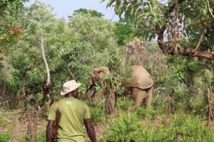 How people in Ghana are learning to profit in a win-win for wildlife too