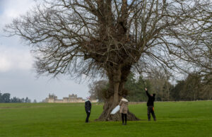 New technologies help tree saplings grow four times faster