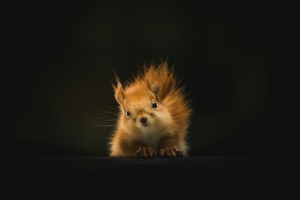 brown squirrel on black background