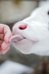 Can IVF technique halve dairy methane emissions?