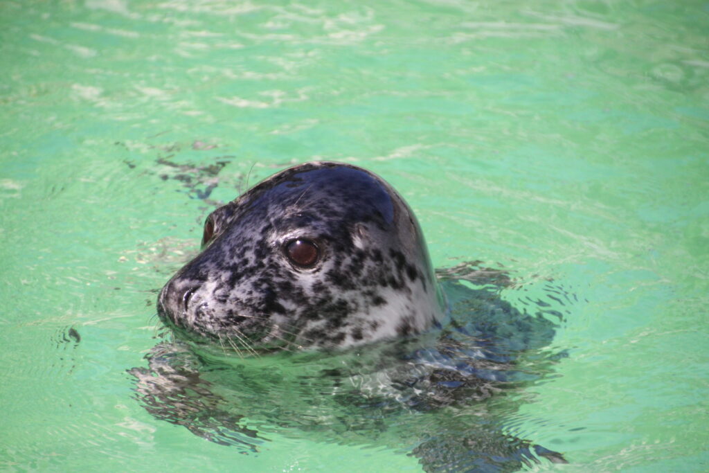 Life’s big question answered: why seals don’t drown