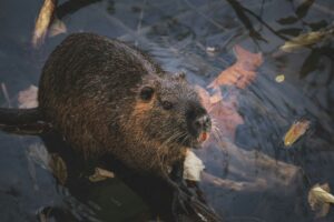 Westminster opens floodgates for reintroduction of beavers to UK