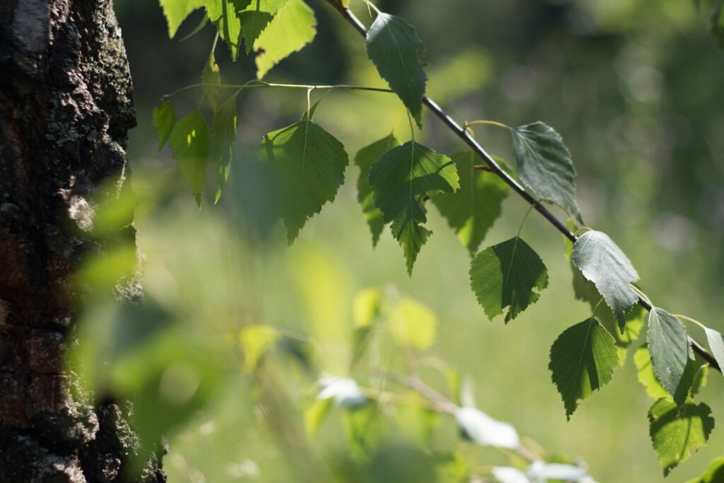 Manchester approves 11th Local Nature Reserve in UK’s largest municipal cemetery