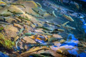 Anxiety linked to water pollution through pets and medication