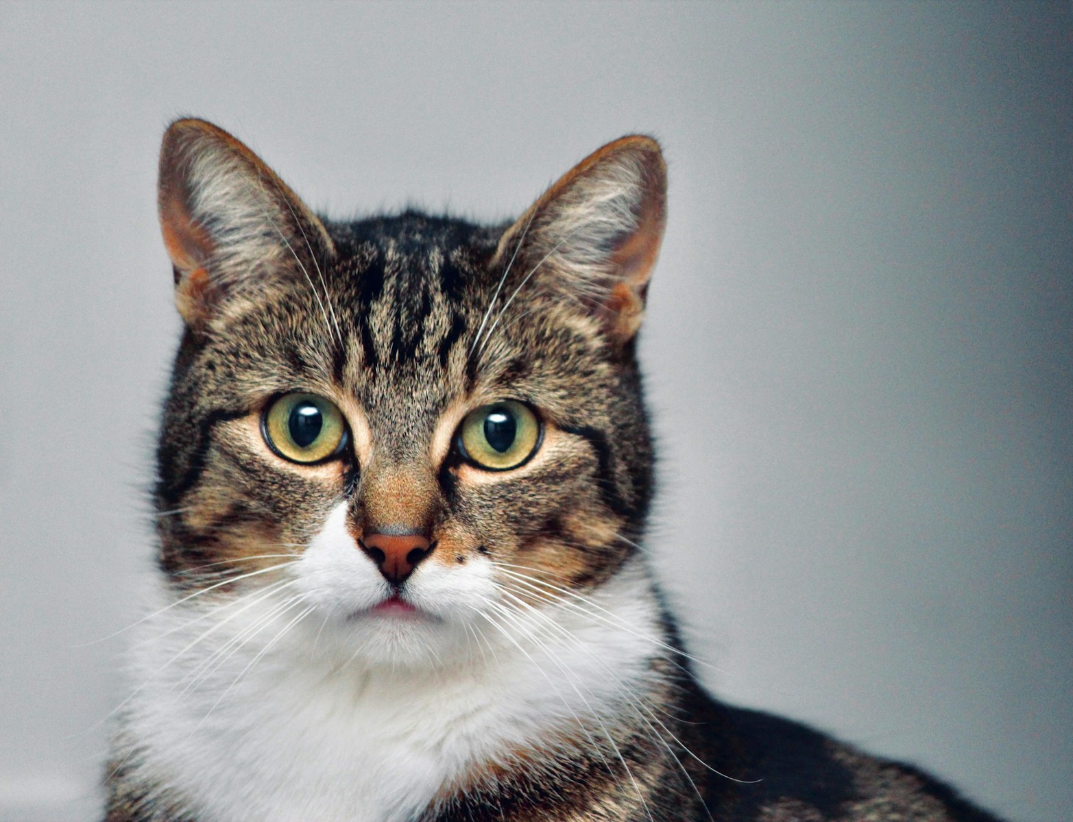 Anxiety linked to water pollution through pets and medication