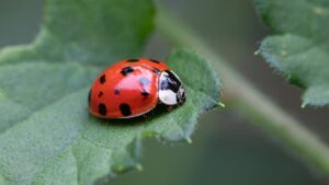 Climate change is out, biodiversity is in