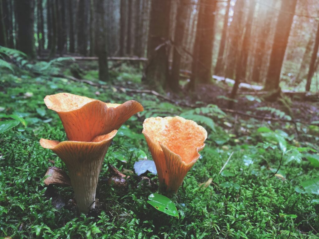 Growing pains: Downing Street unlikely to meet biodiversity commitments